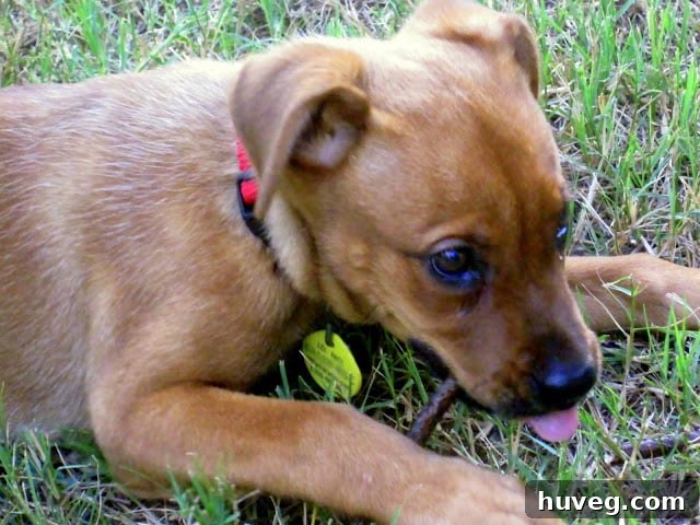 puppy Charlie chewing on a stick