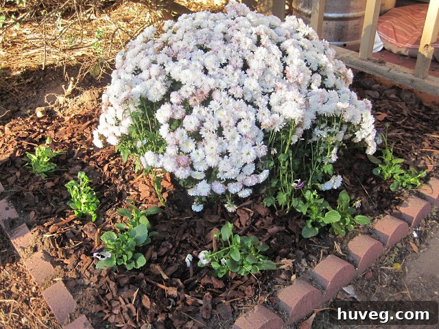 Close-up of torn mum stems during planting
