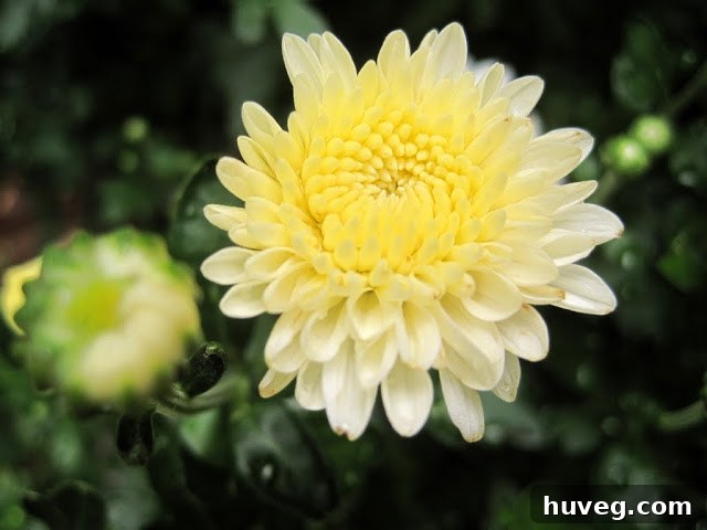 Revived mums blooming in unexpected yellow color