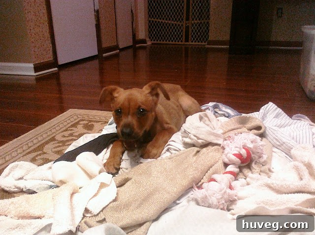 Charlie the puppy chewing a treat contentedly while lying on a pile of laundry, illustrating her preference for this cozy spot.