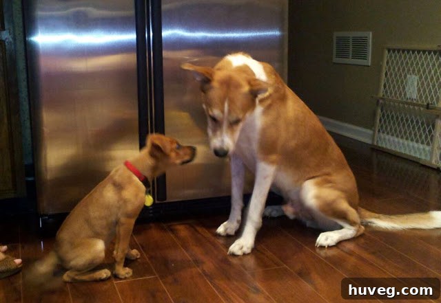 An older, calm dog, Buster, serving as a role model and companion for a new puppy during a visit.