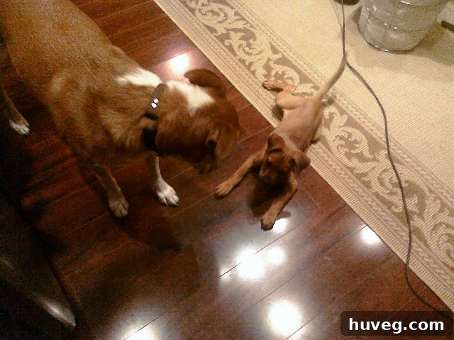 Charlie the puppy splayed out on the floor, extending her back legs in a typical playful 'superman' pose.