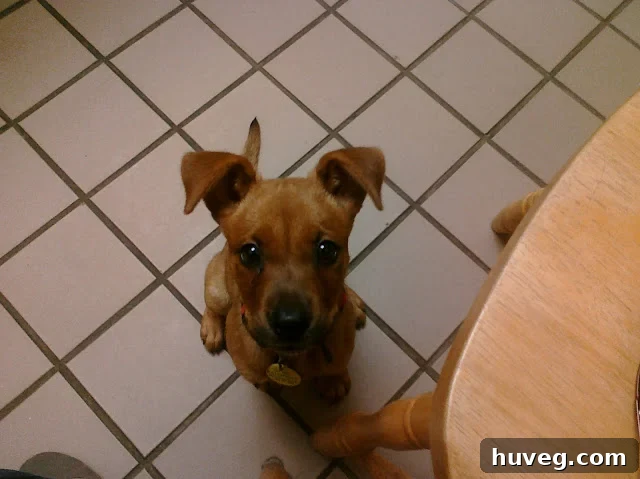 Charlie the puppy looking up from the examination table