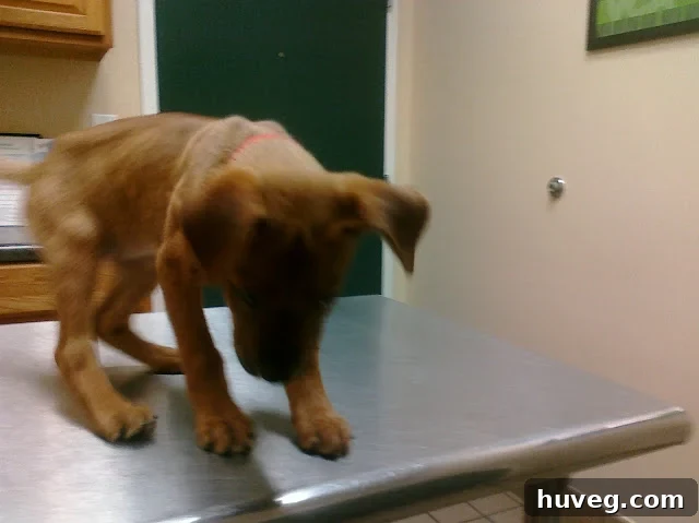 Charlie the puppy sitting on the vet's examination table