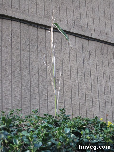img 1373 1