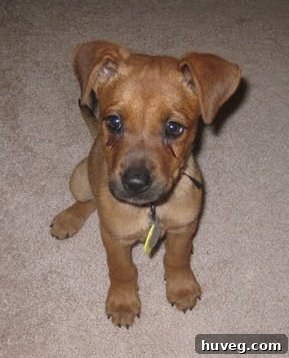 Charlie Bug, the new puppy, sitting happily on the floor