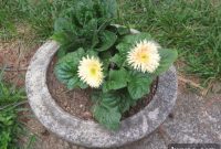 A Warm Welcome for Daisy