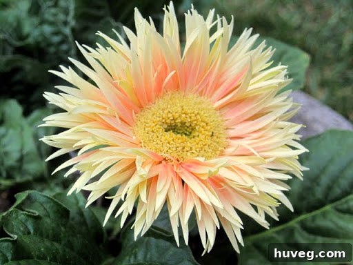 New Gerbera daisy blooms emerging, showcasing fresh and vibrant colors