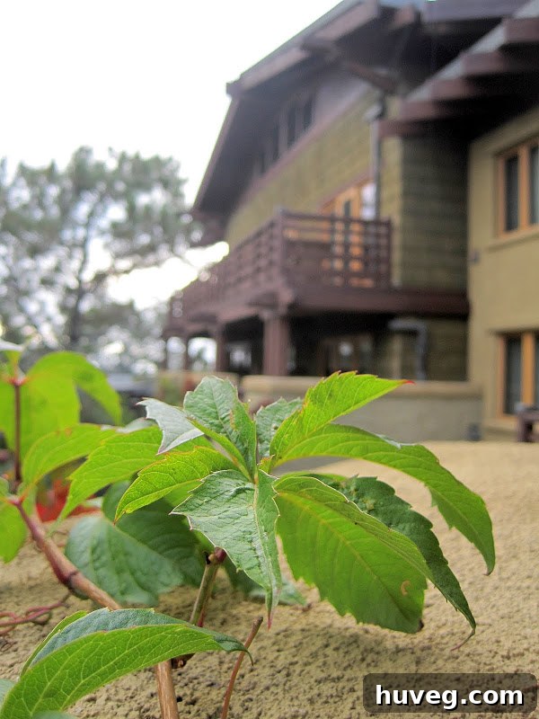 Vine closeup in Torrey Pines - La Jolla, California resort