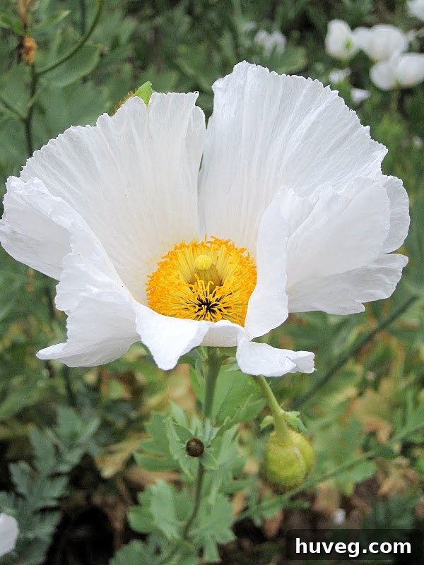 Desert flower closeup in Torrey Pines - La Jolla, California resort