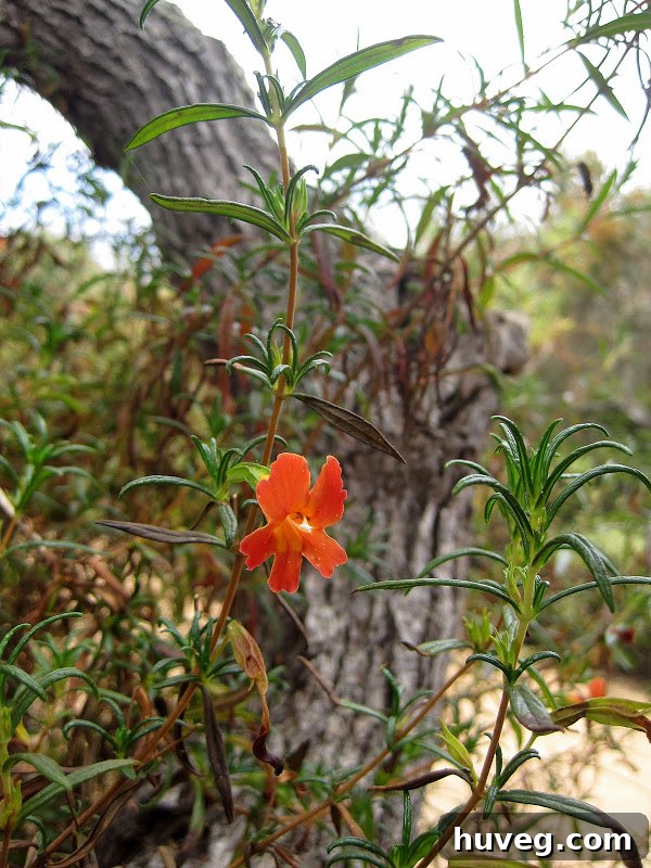 Red flower in Torrey Pines - La Jolla, California resort