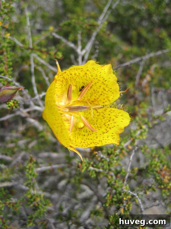 Yellow flower closeup in Torrey Pines - La Jolla, California resort