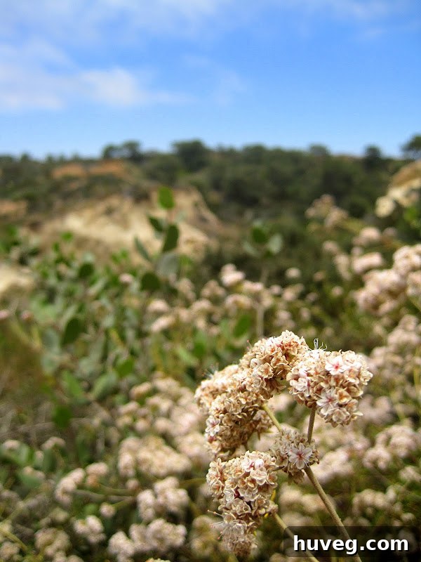 Flower closeup while hiking in Torrey Pines - La Jolla, California resort