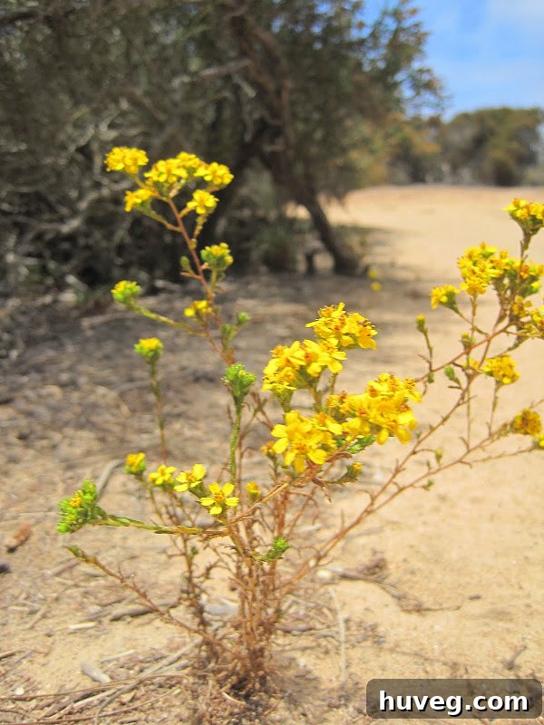 Desert flowers - Torrey Pines - La Jolla, California