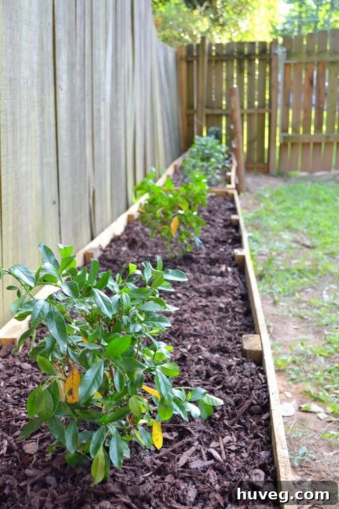 DIY Raised Garden Beds with Thriving Gardenias