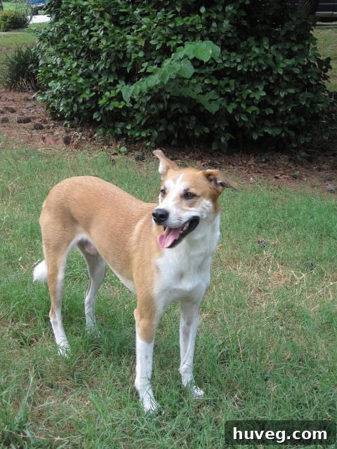 Colby the dog playing joyfully, a beloved pet now living with Scott but still part of the author's life.