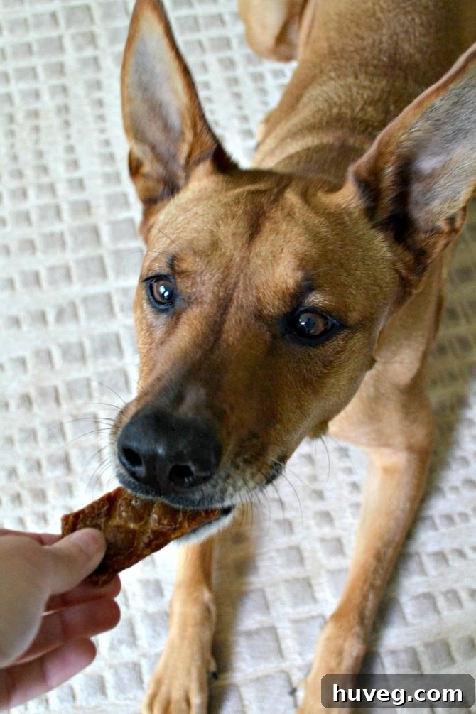 Charlie sampling Barkbox duck treats