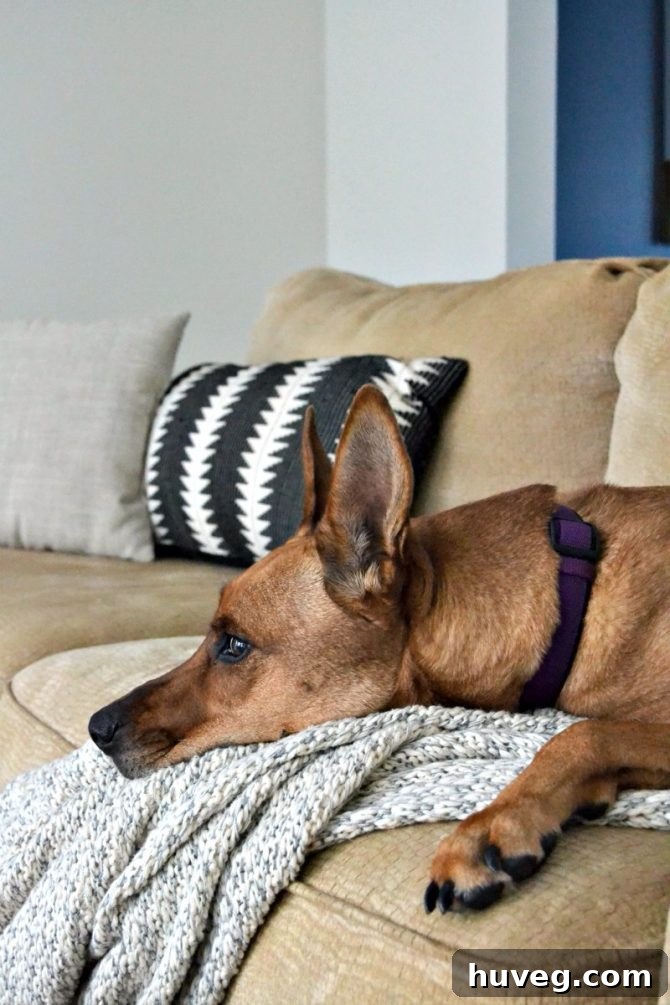 Charlie lounging on the couch