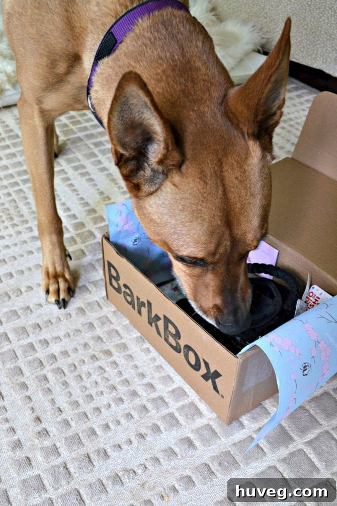 Charlie sniffing the new Barkbox