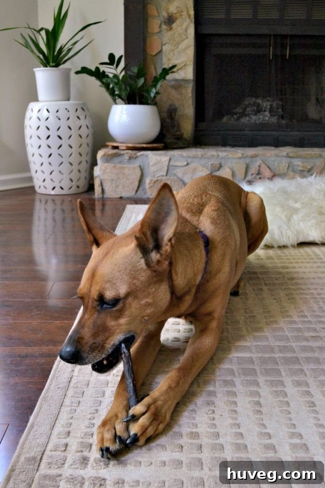 Charlie enjoying treats and messing up my floors