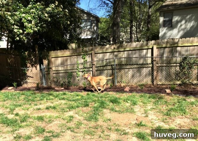 Charlie running in the back yard