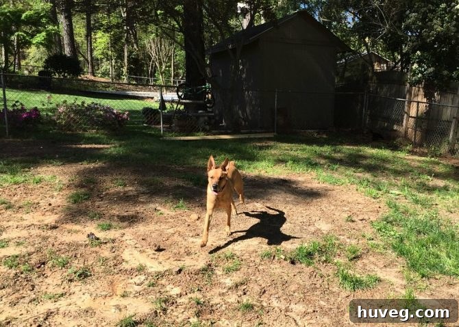 Charlie running through the backyard unencumbered