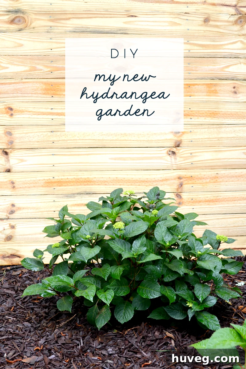 New Hydrangea Garden Bloom