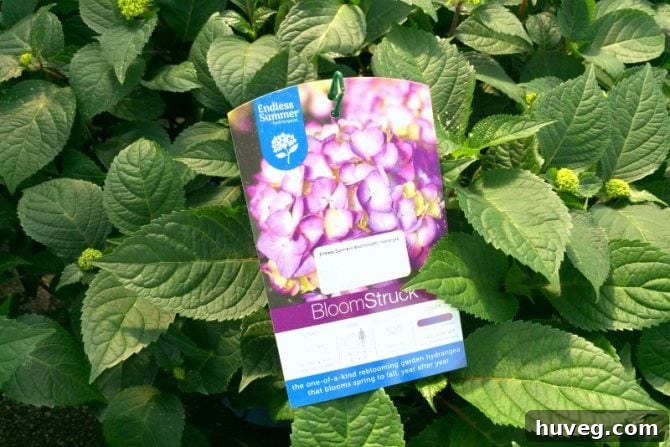 Endless Summer Bloomstruck Hydrangeas Label