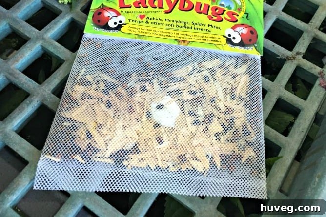 Bag of Ladybugs for Natural Pest Control
