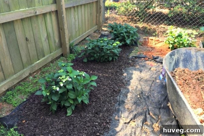 Hydrangeas Being Planted in the New Garden Bed