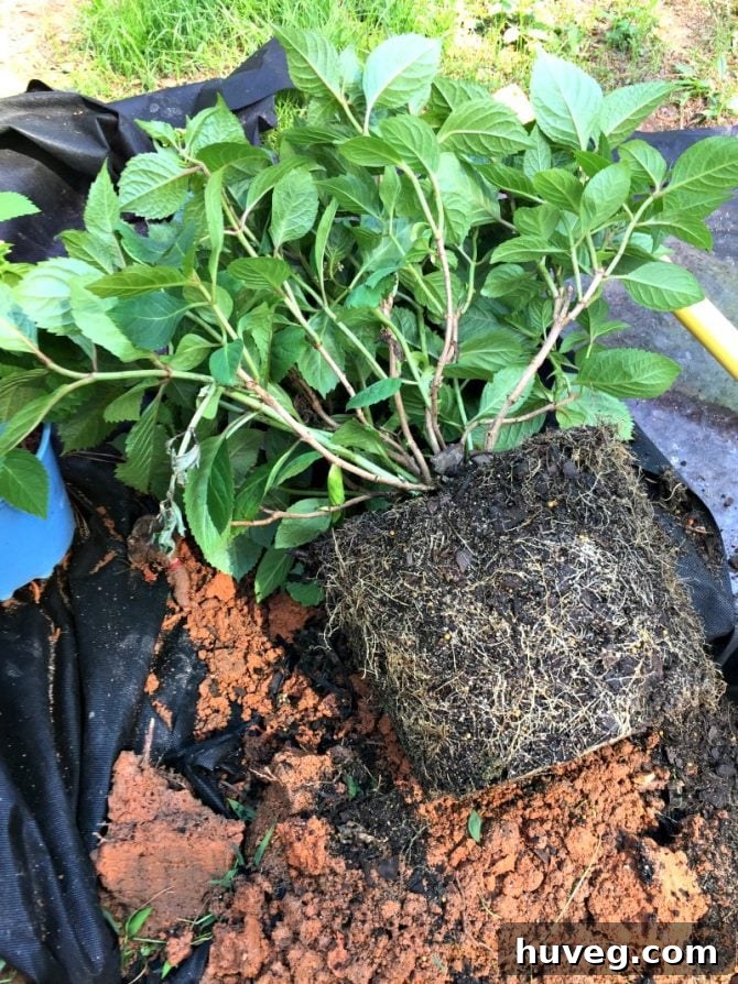 Loosen Roots by Rubbing the Root Ball Before Planting