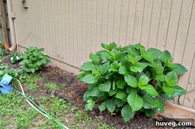 Hydrangeas on the Other Side of the Patio