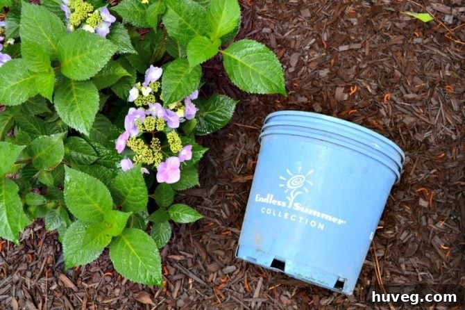 Pots of Endless Summer Bloomstruck Hydrangeas