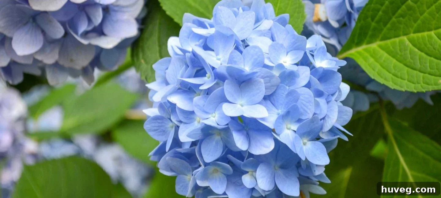 Blue Hydrangea