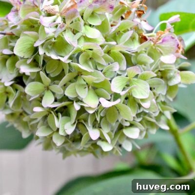 fall hydrangeas turning colors