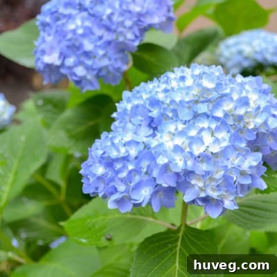 blue hydrangea - white centers