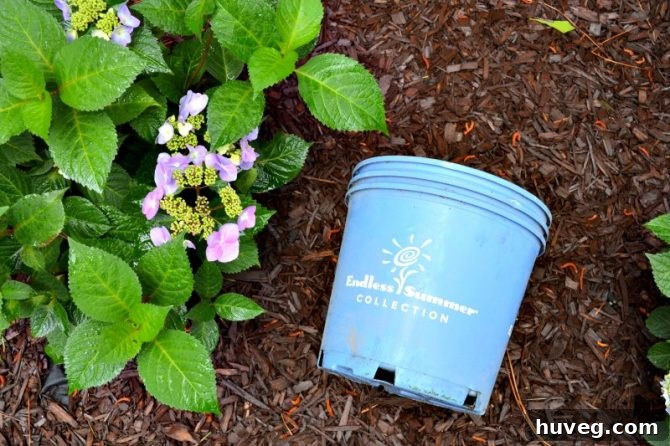 Endless Summer Hydrangea Corner Garden in Progress