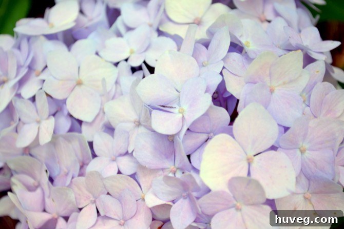Lilac Color Hydrangeas in Full Bloom