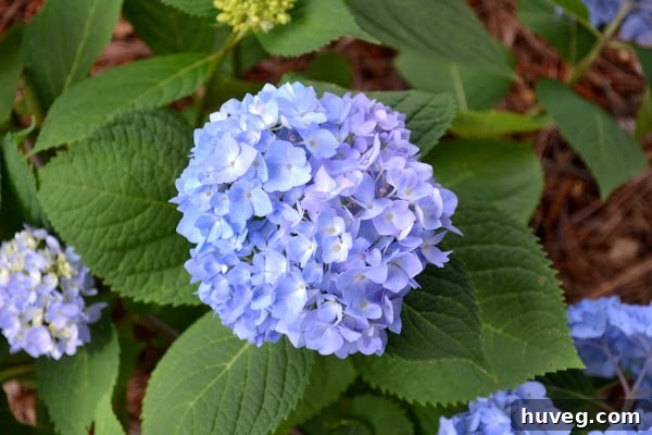 Tips for Growing Hydrangeas Successfully