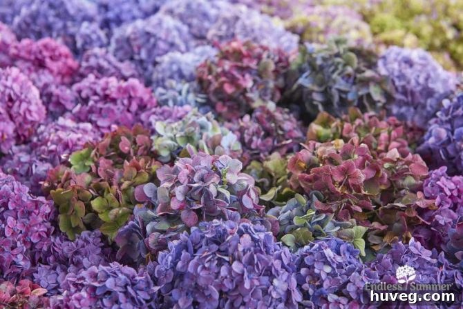 Endless Summer Bloomstruck Hydrangeas in Vibrant Hues