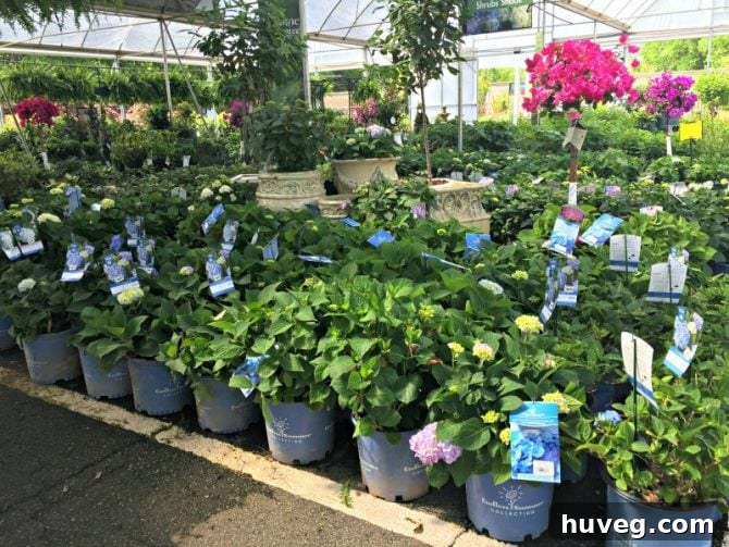 Shopping for Endless Summer Hydrangeas at a Local Nursery