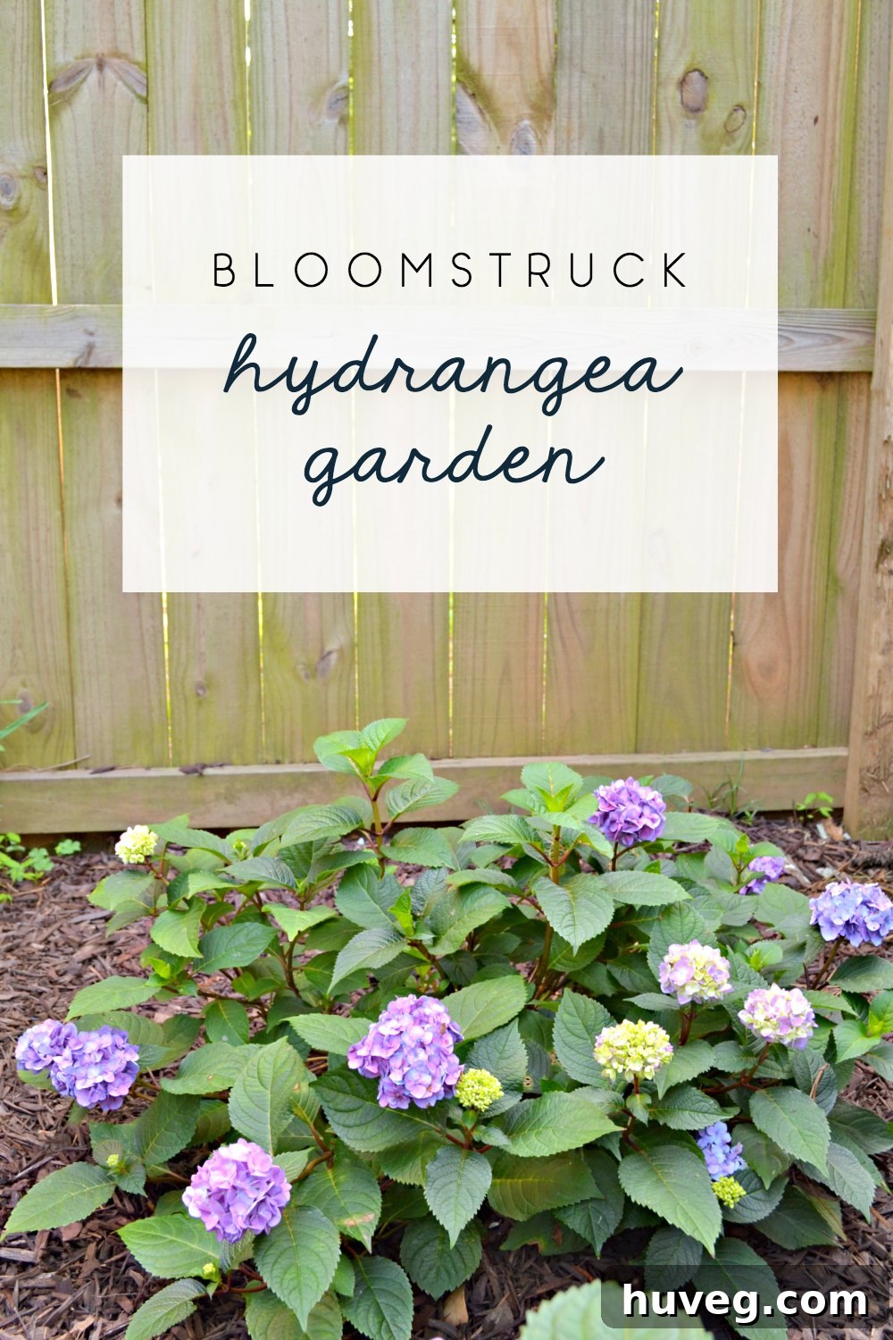 bloomstruck hydrangea garden 2017