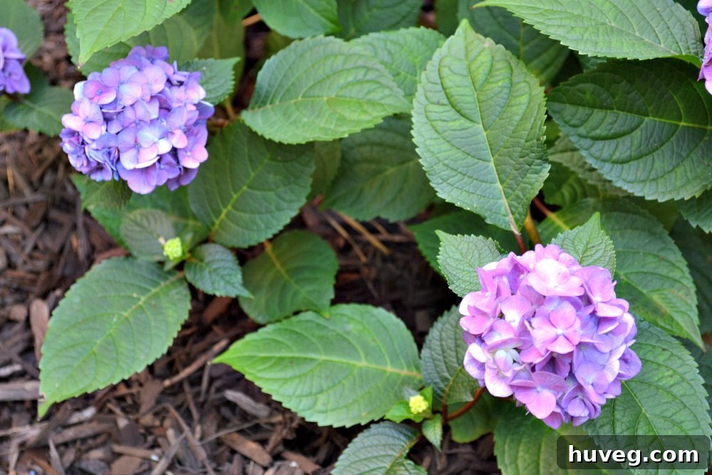 new hydrangeas in the garden with color variation among blooms