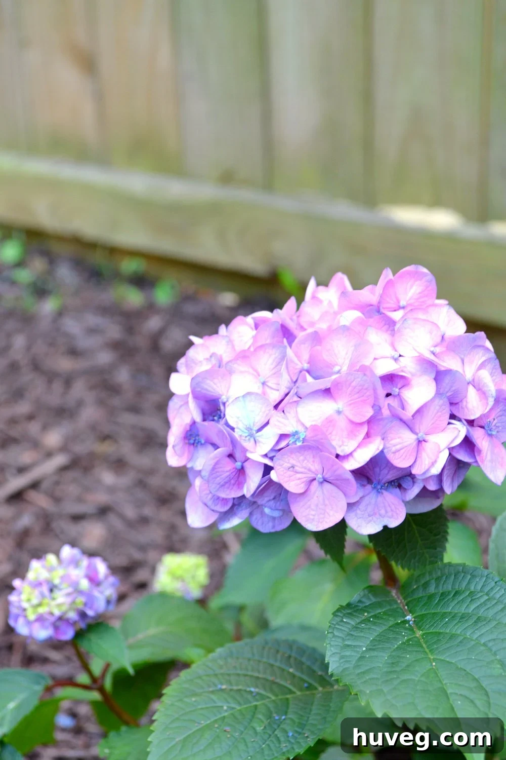 Bloomstruck hydrangeas