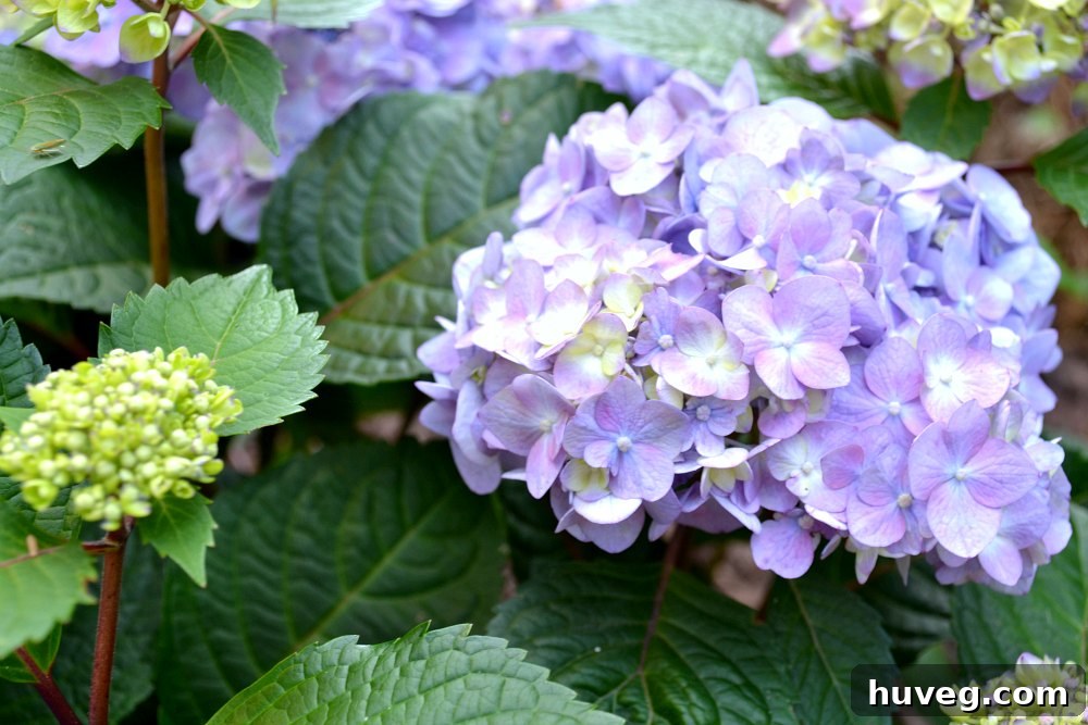 bloomstruck hydrangea closeup of lilac color variation with red stems