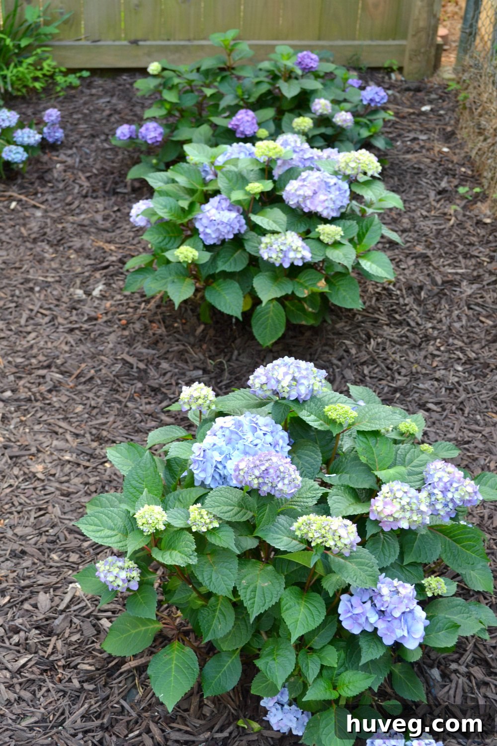 hydrangeas blooming healthy in new corner garden