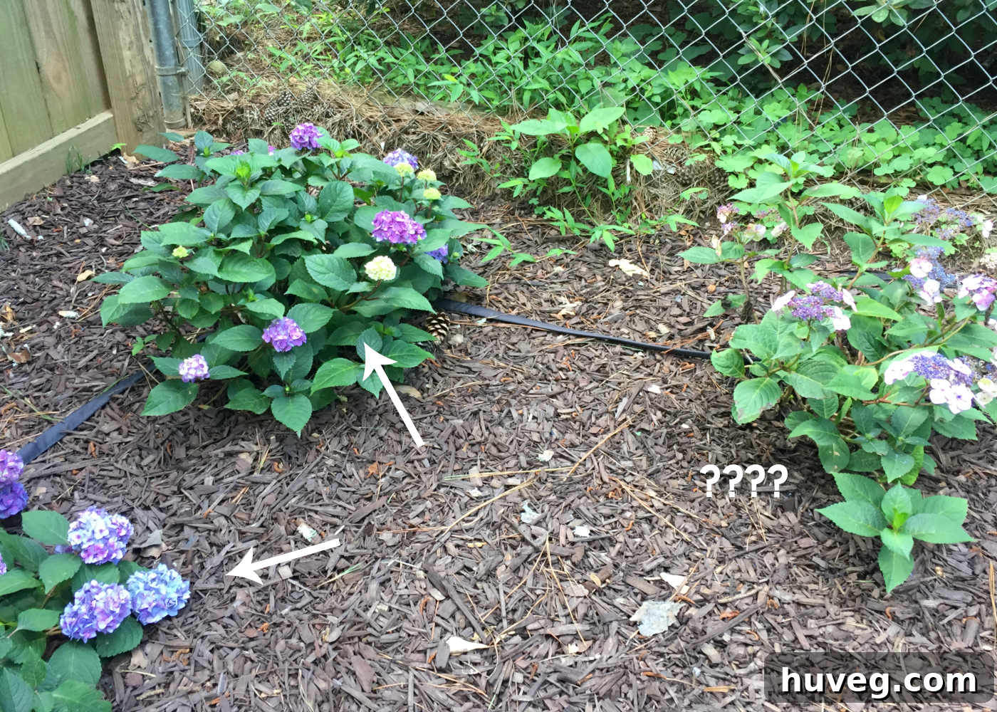 two blooms similar one bloom looks like lacecap