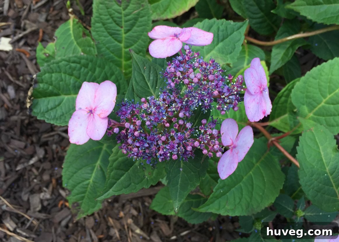closeup of twist n shout lacecap hydrangea bloom