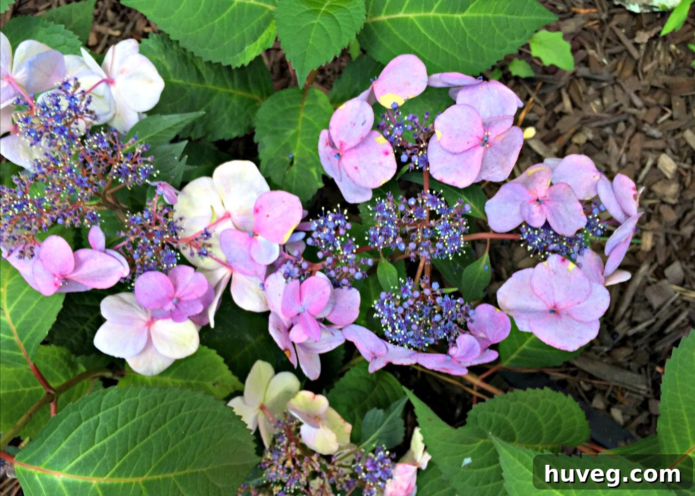closeup of twist n shout lacecap hydrangeas