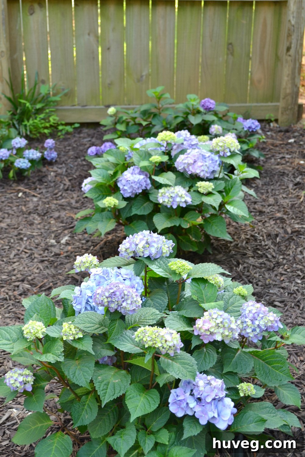 hydrangeas starting to bloom
